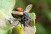 Cylindromyia sp.